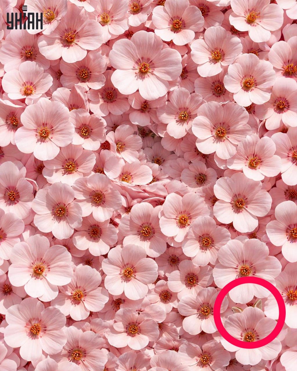 Nur 1% der Menschen können ein Kaninchen in 11 Sekunden finden: eine überraschend komplexe optische Täuschung