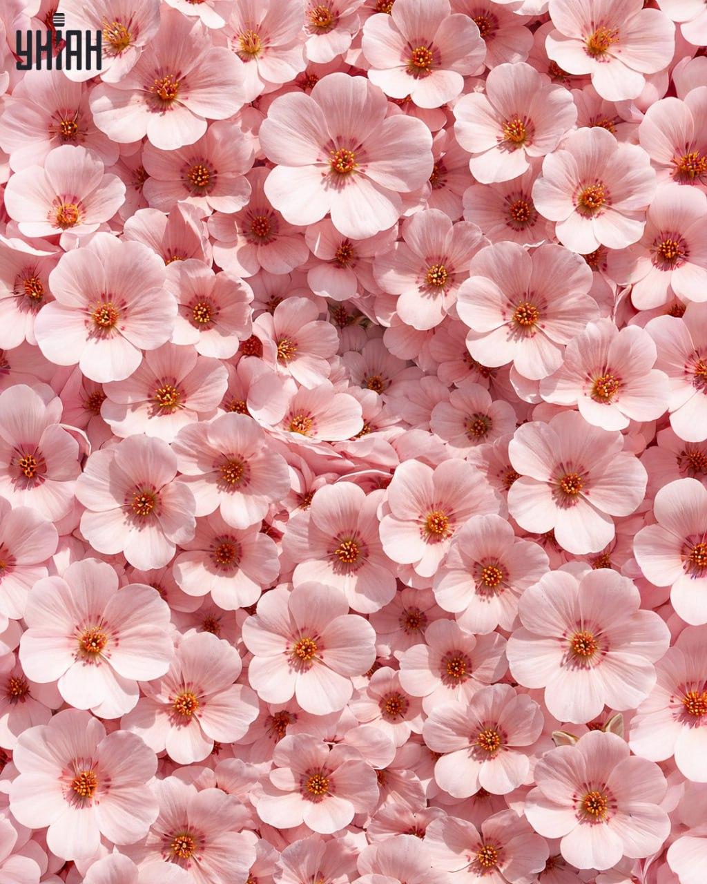 Nur 1% der Menschen können ein Kaninchen in 11 Sekunden finden: eine überraschend komplexe optische Täuschung