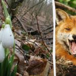 Optische Täuschung zeigt dir, wie hoch dein IQ ist: Du